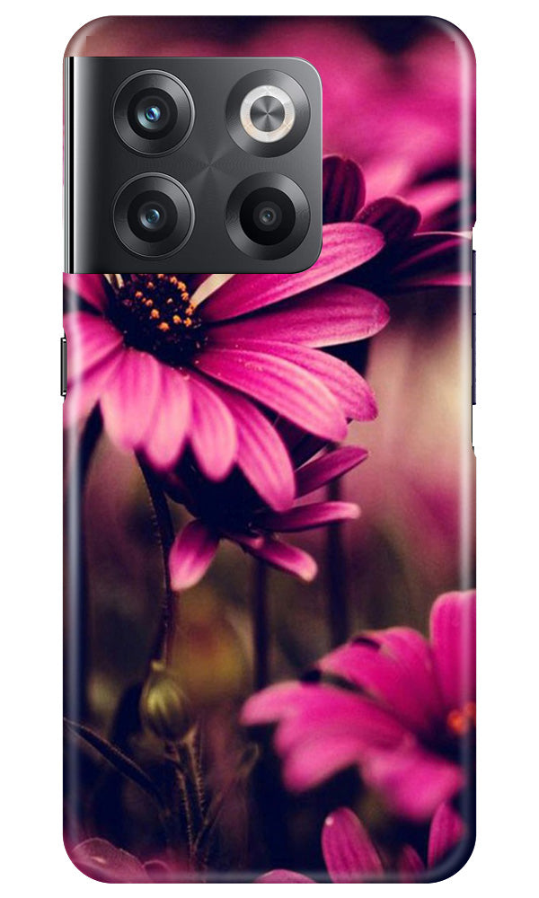 Purple Daisy Mobile Back Case for OnePlus 10T 5G (Design - 65) Purple Daisy Case for OnePlus 10T 5G
