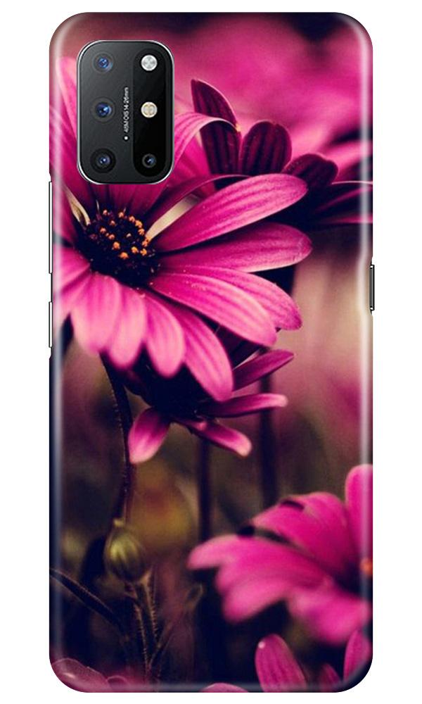 Purple Daisy Mobile Back Case for OnePlus 8T (Design - 65) Purple Daisy Case for OnePlus 8T
