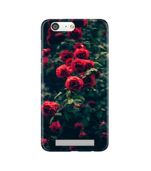 Red Rose Mobile Back Case for Gionee M5 (Design - 66)