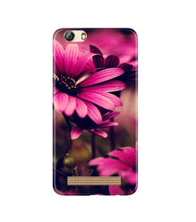 Purple Daisy Mobile Back Case for Gionee M5 Lite (Design - 65)