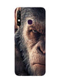 Angry Ape Mobile Back Case for Infinix Hot 8 (Design - 316)