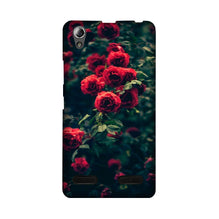 Red Rose Mobile Back Case for Lenovo A6000 (Design - 66)