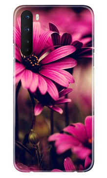 Purple Daisy Mobile Back Case for OnePlus Nord (Design - 65)