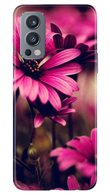 Purple Daisy Mobile Back Case for OnePlus Nord 2 5G (Design - 65)