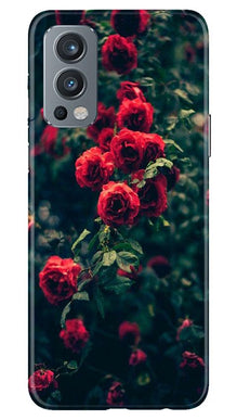Red Rose Mobile Back Case for OnePlus Nord 2 5G (Design - 66)