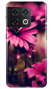 Purple Daisy Mobile Back Case for OnePlus 10 Pro 5G (Design - 65)