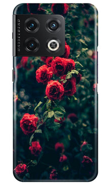 Red Rose Mobile Back Case for OnePlus 10 Pro 5G (Design - 66)