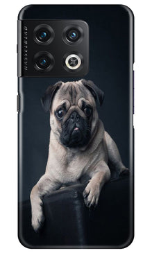 little Puppy Mobile Back Case for OnePlus 10 Pro 5G (Design - 68)