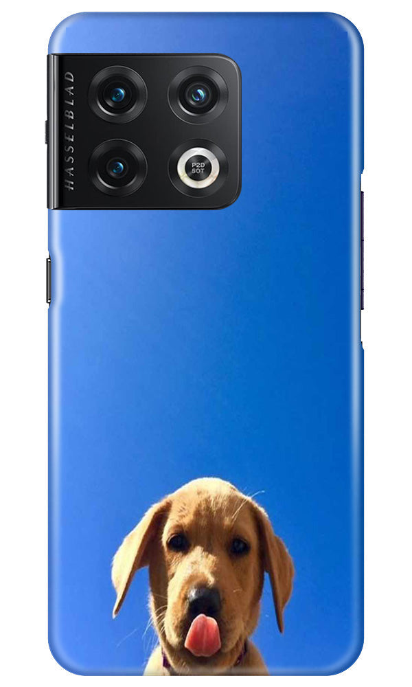 Dog Mobile Back Case for OnePlus 10 Pro 5G (Design - 294)