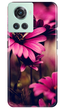 Purple Daisy Mobile Back Case for OnePlus 10R 5G (Design - 65)