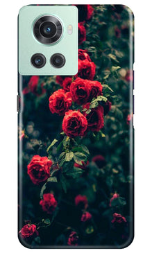 Red Rose Mobile Back Case for OnePlus 10R 5G (Design - 66)