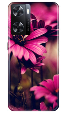 Purple Daisy Mobile Back Case for Oppo A77s (Design - 65)