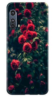 Red Rose Mobile Back Case for Moto Edge Plus (Design - 66)