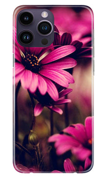 Purple Daisy Mobile Back Case for iPhone 14 Pro Max (Design - 65)