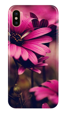 Purple Daisy Mobile Back Case for iPhone Xr (Design - 65)