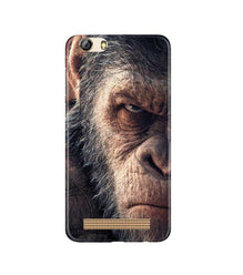 Angry Ape Mobile Back Case for Gionee M5 Lite (Design - 316)