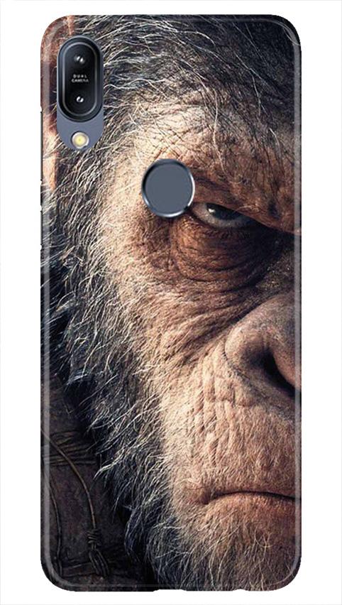 Angry Ape Mobile Back Case for Vivo Y11 (Design - 316)